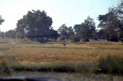 campo (30)  LEADOR BOSQUE